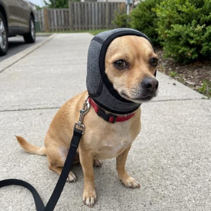 Customer photo review of Orejeras Antirruidos para Perros