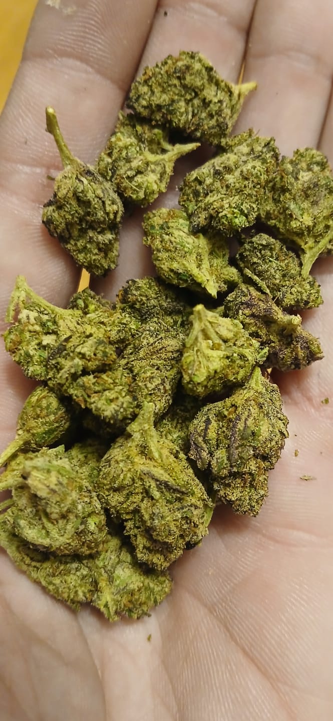 Customer photo review of White Nerds Mediums - Bulk Mediums - Hybrid