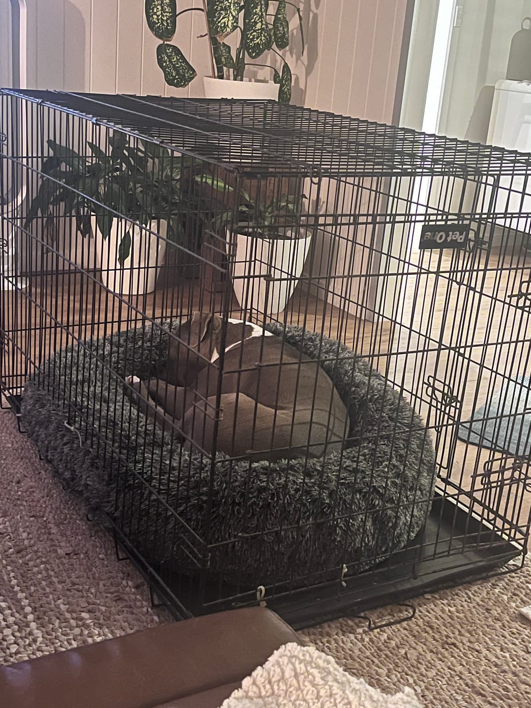 Customer photo review of Premium Calming Pet Bed with Removable Cover
