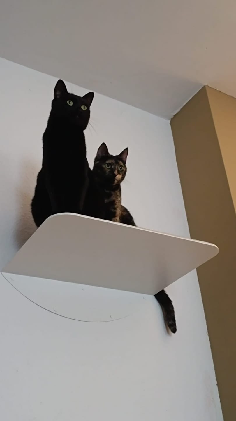 Customer photo review of STYA Katzen Kletterwand | Wandliege WL150