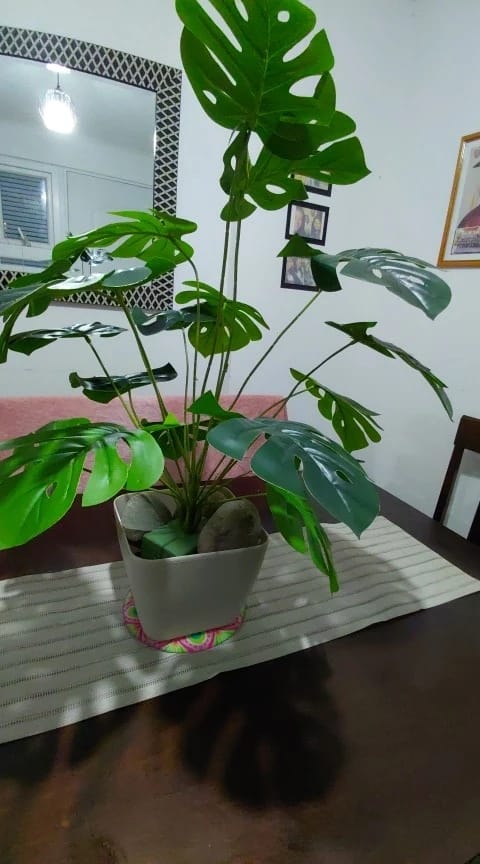 Customer photo review of Monstera Tree 120cm