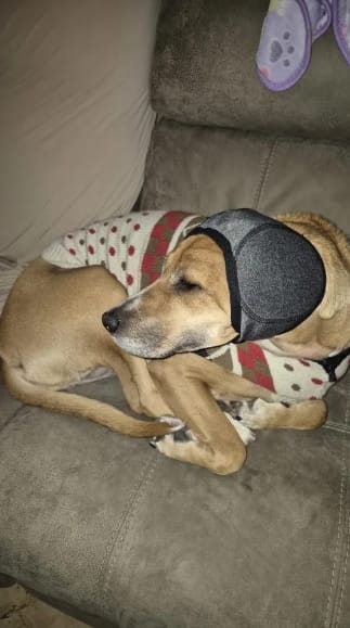 Customer photo review of Orejeras Antirruidos para Perros