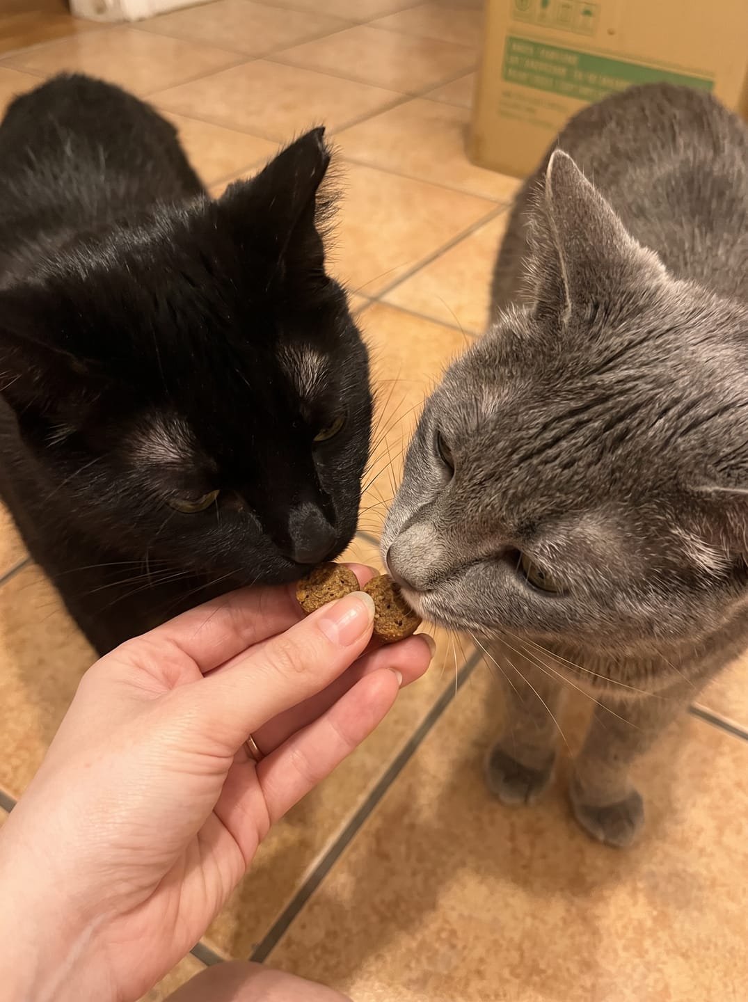 Customer photo review of Renya, la première friandise qui prend soin des reins de votre chat, bien avant les premiers signes
