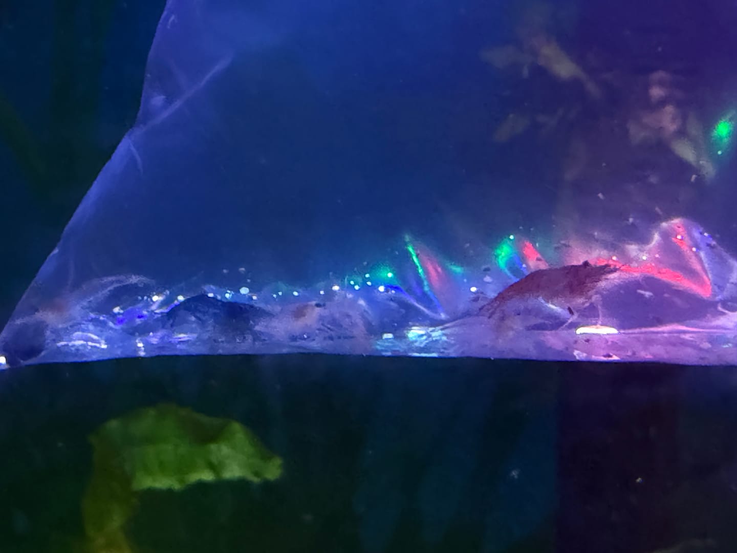 Customer photo review of Skittles Shrimp