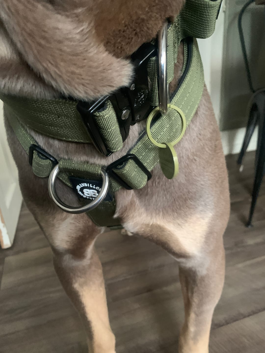 Customer photo review of Dog ID Tag - Khaki (With Gift Box)