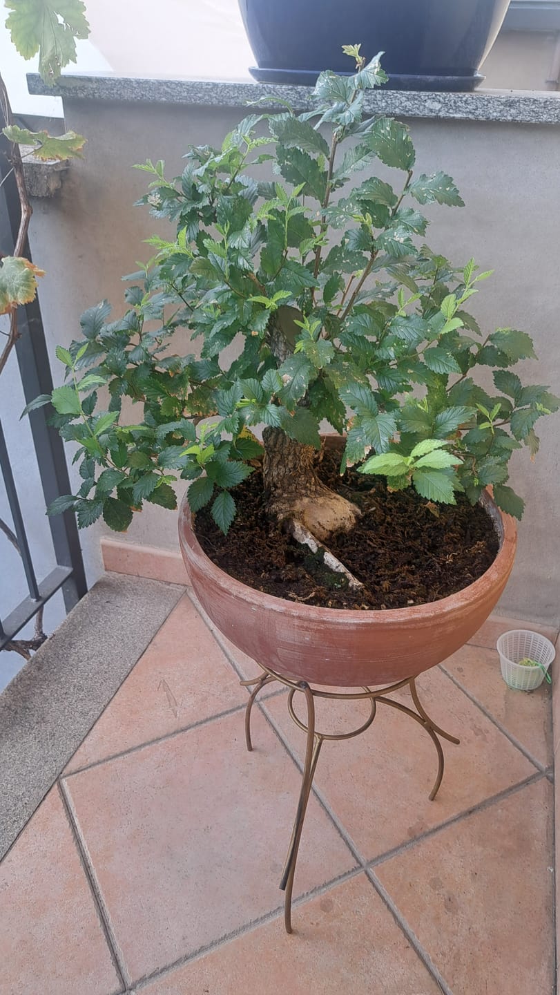 Customer photo review of MYCO PLUS CB®
