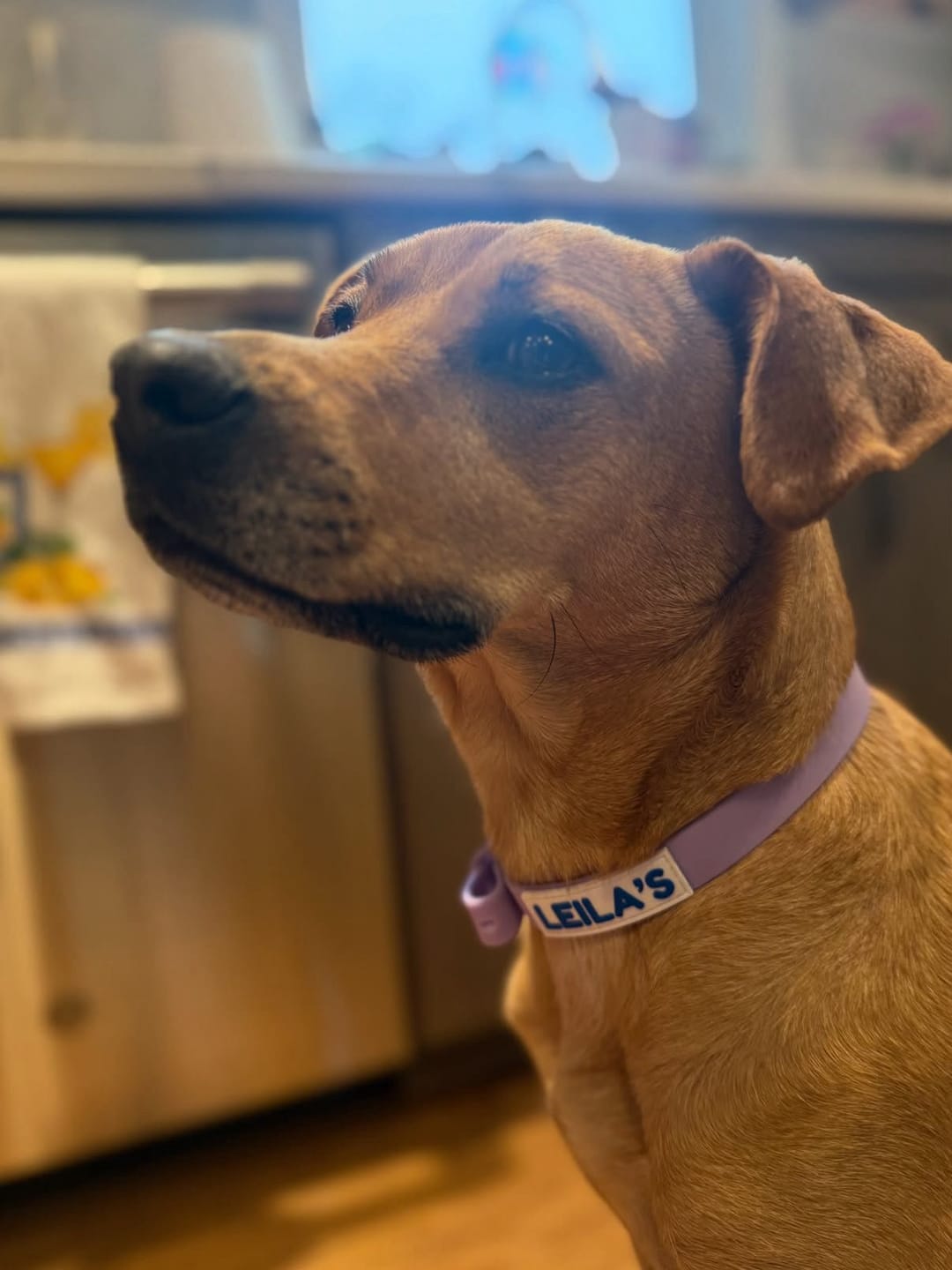 Customer photo review of ADVENTURER BUNDLE - Dog Collar, Leash, and Poop Bag Holder