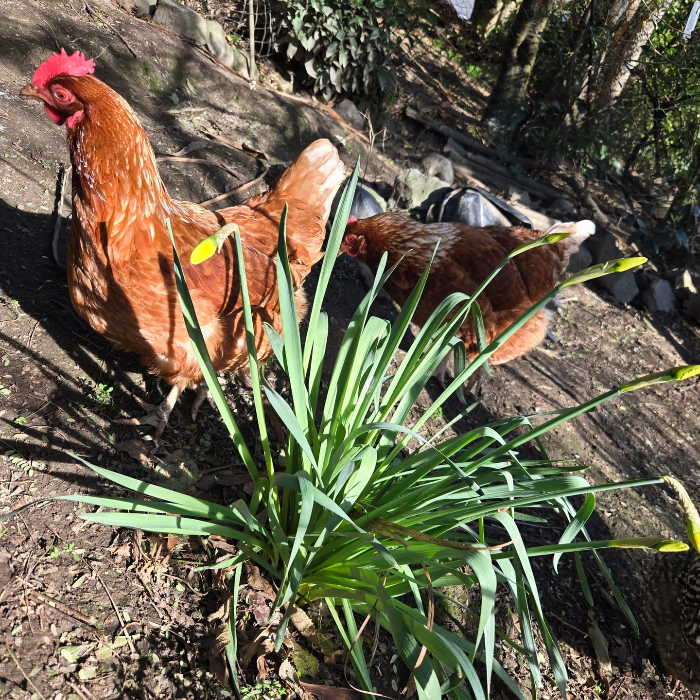 Customer photo review of Agrivite Poultry Pep 500g
