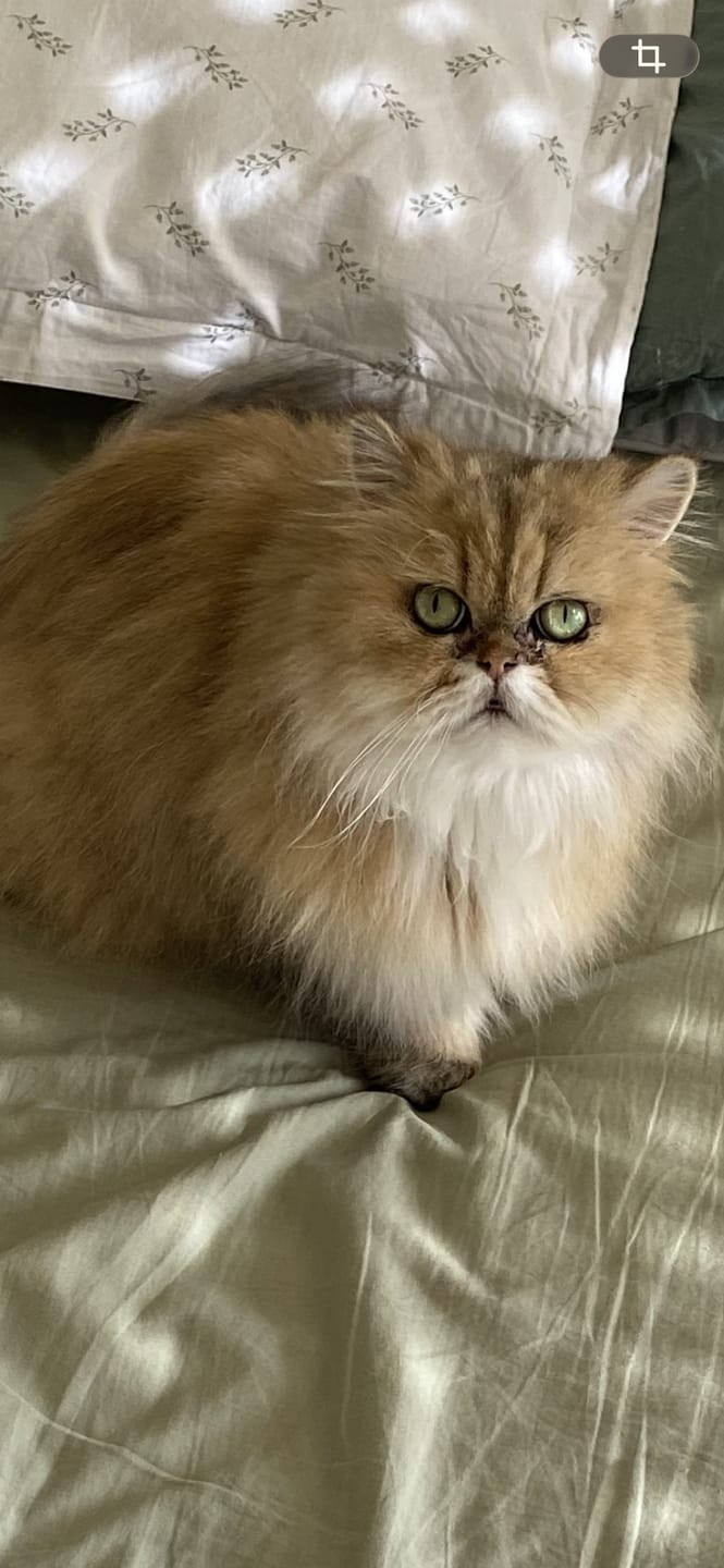 Customer photo review of Croquettes Chat Stérilisé Sans Céréales - Saumon