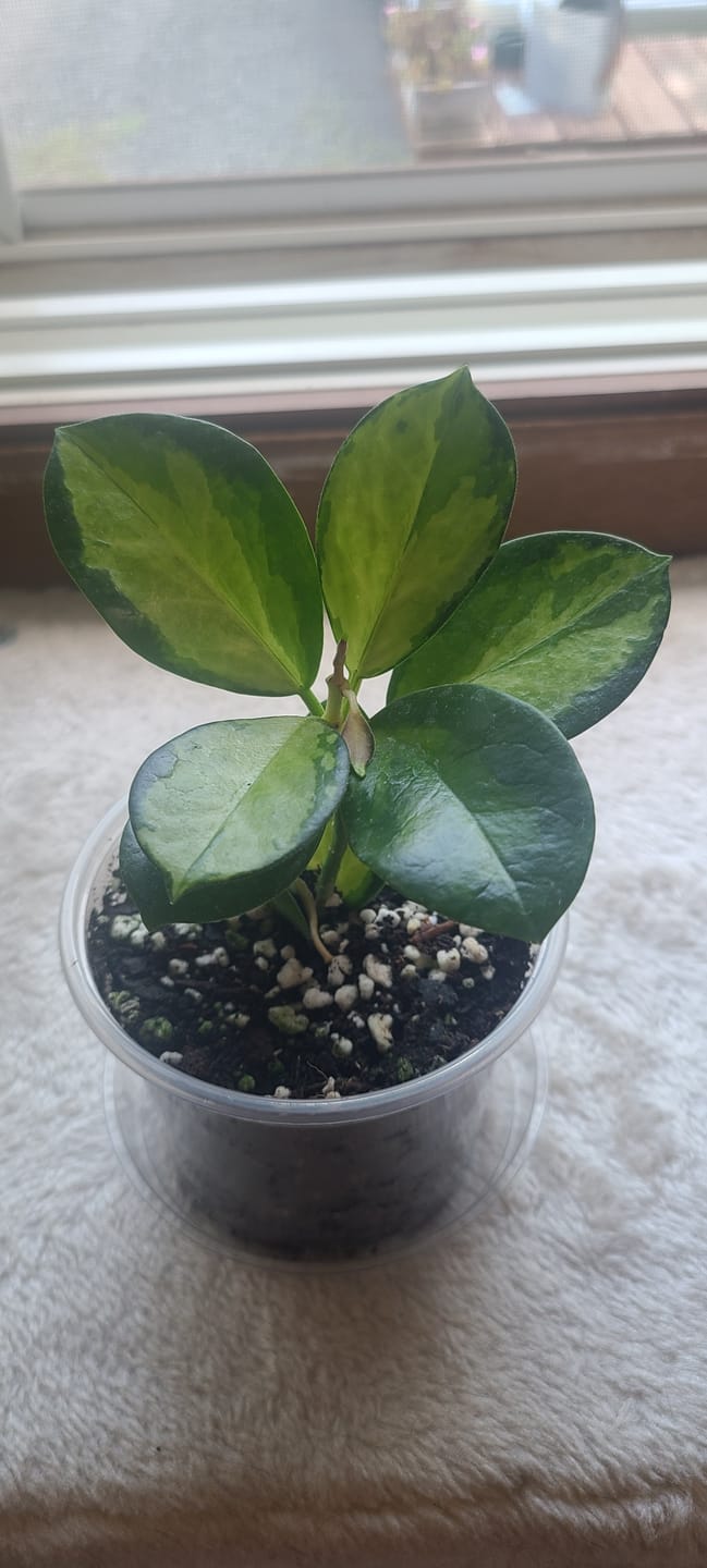 Customer photo review of Hoya australis 'Lisa'