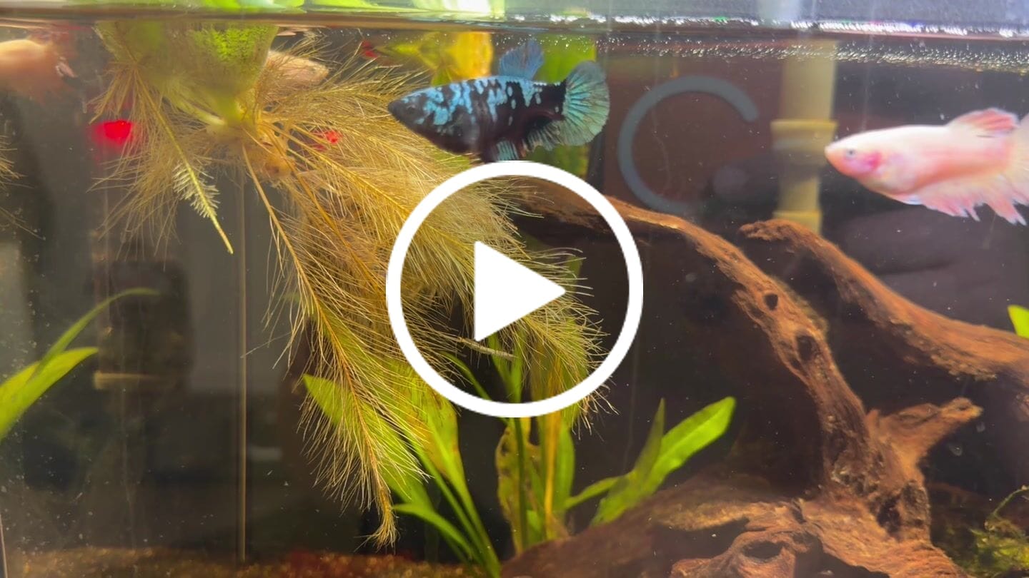 Customer video review of Black Samurai Female Betta Fish