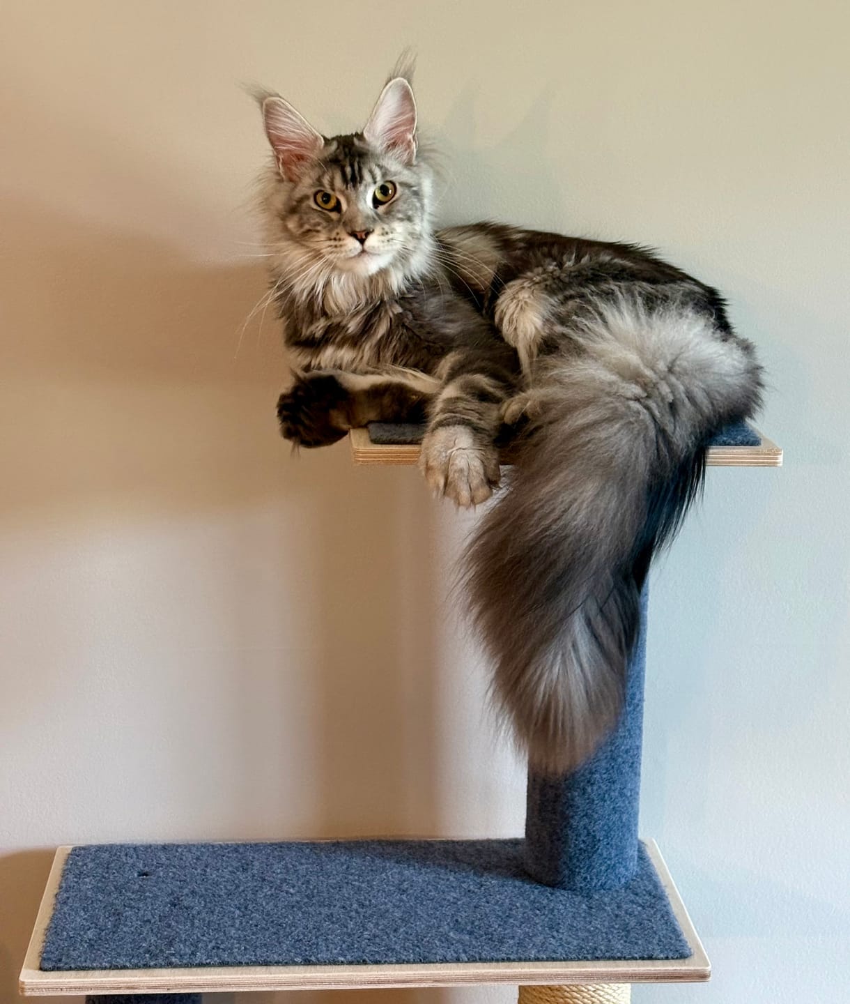 Customer photo review of Noba Modern Plywood 3-Level Cat Tree