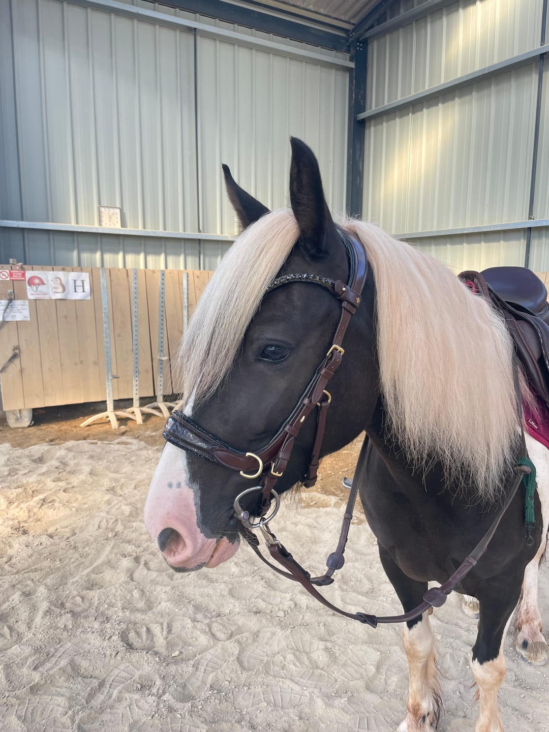 Customer photo review of Nia Browband