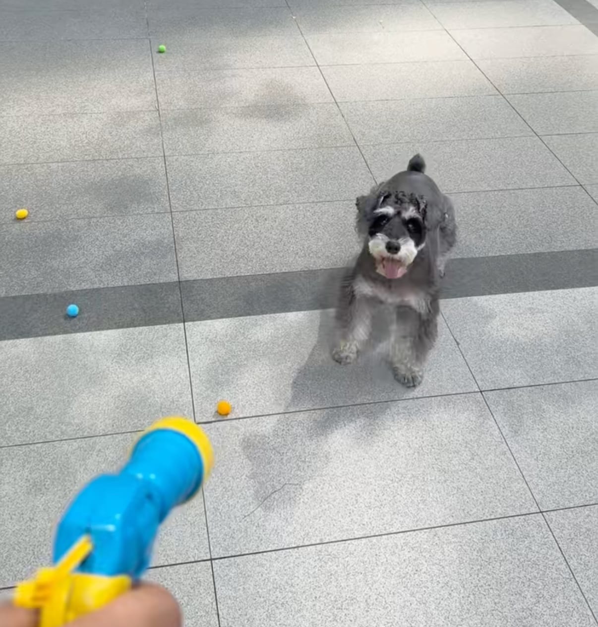 Customer photo review of Calming Puff Launcher (100 x soft fuzzy puff balls)