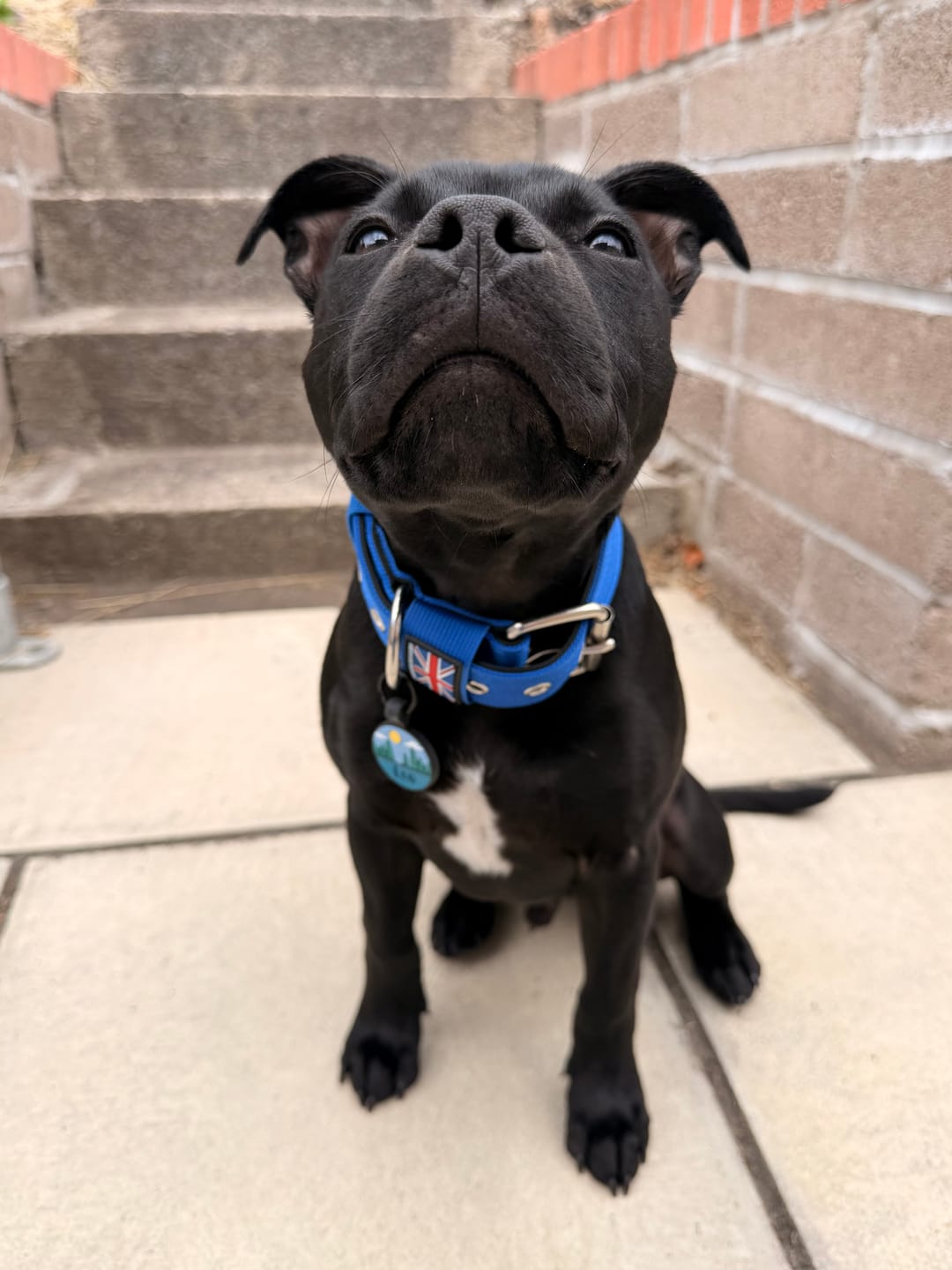 Customer photo review of Staffordshire Bull Terrier 1935® Nylon Collar - Royal Blue