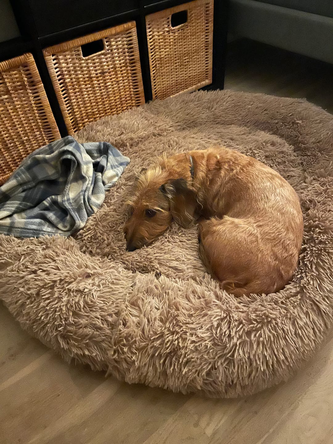 Customer photo review of THE ORIGINAL - Donut hundeseng (coffee)