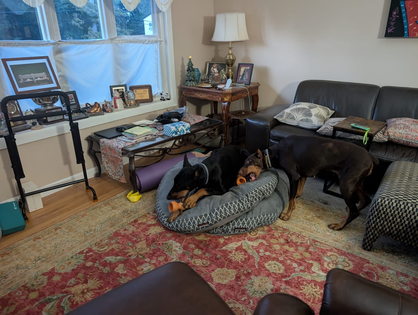 Customer photo review of 12 Inch Monster Bully Stick