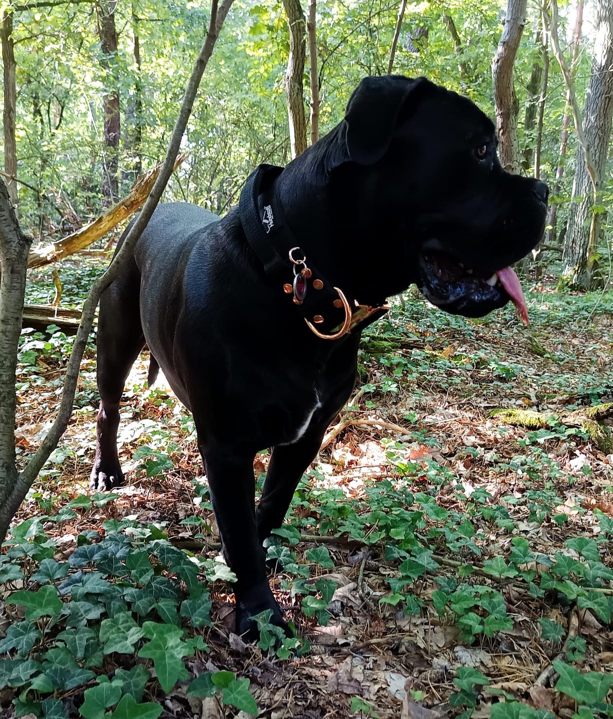 Customer photo review of Walk Leash Rose Edition Svart - Säkert nylonkoppel i olika längder