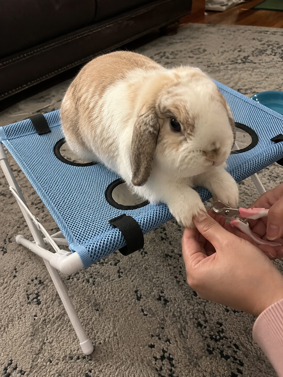 Customer photo review of Washpaws — Bunny Grooming & Care Chair