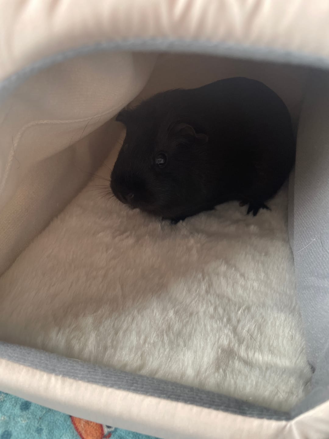 Customer photo review of Nap in Style Bundle - Hidey Value Pack for Guinea Pigs & Dwarf Rabbits