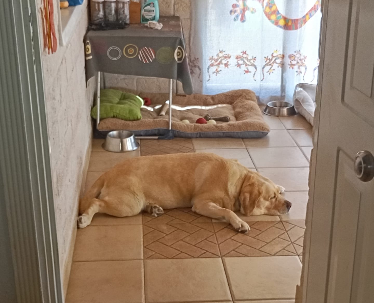 Customer photo review of Grain Free Light & Senior