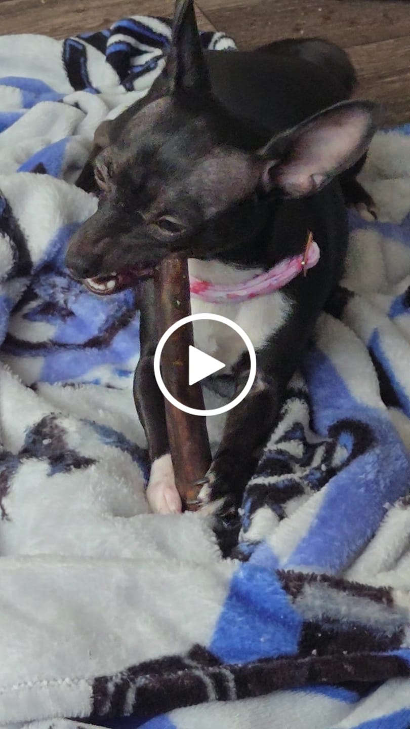 Customer video review of Beef Cheek Sticks