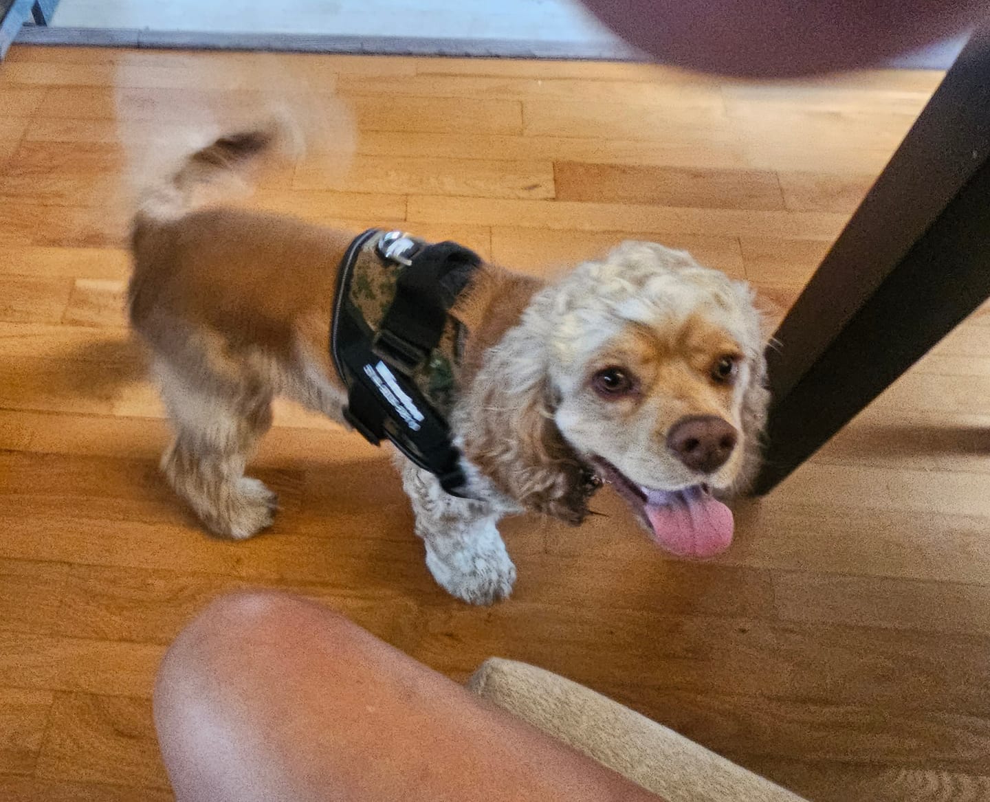 Customer photo review of Personalized Dog Harness
