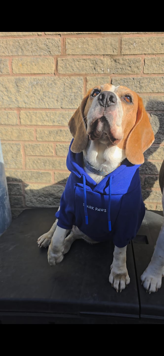Customer photo review of Essential Dog Hoodie - Midnight Blue
