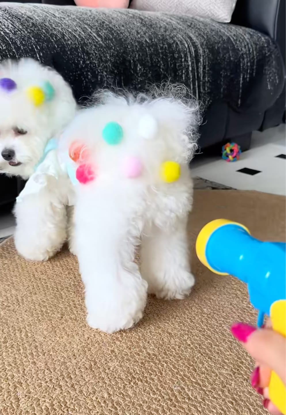 Customer photo review of Calming Puff Launcher (100 x soft fuzzy puff balls)