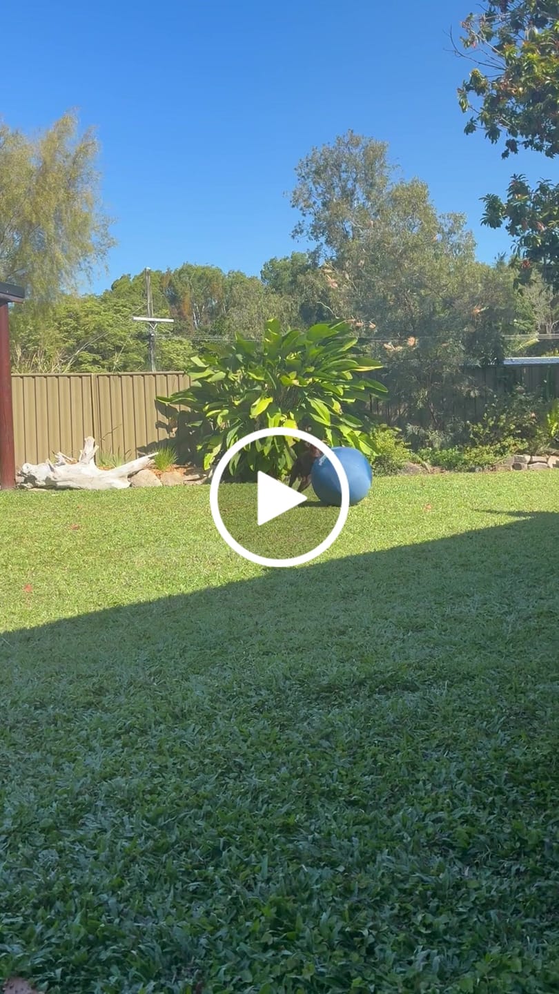 Customer video review of Herding Ball