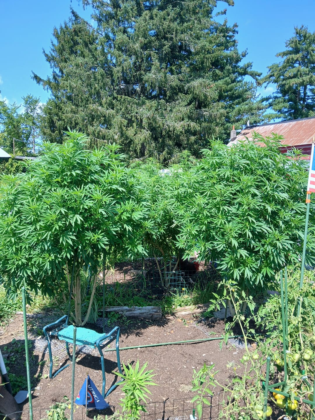 Customer photo review of Plant Juice