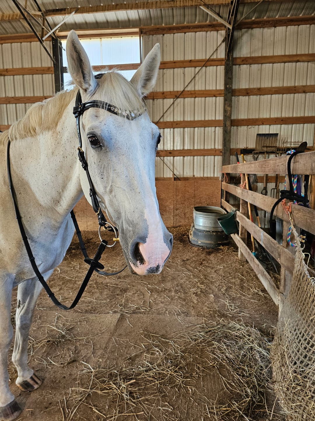 Customer photo review of Coco bridle