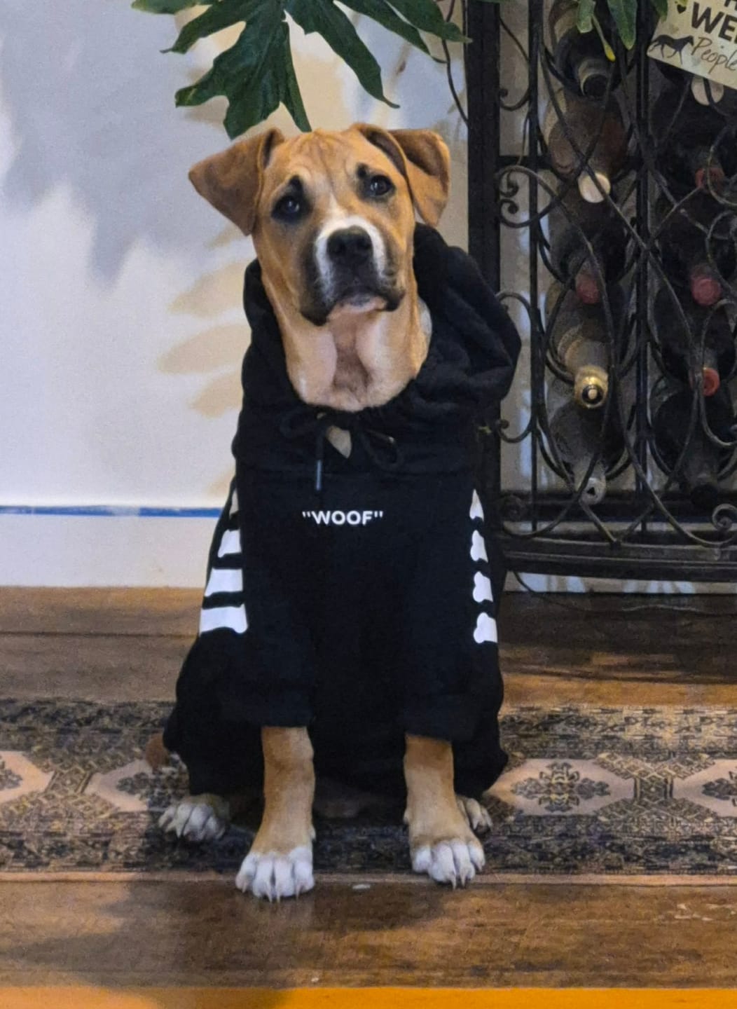 Customer photo review of "WOOF" Dog Hoodie - Black & Reflective