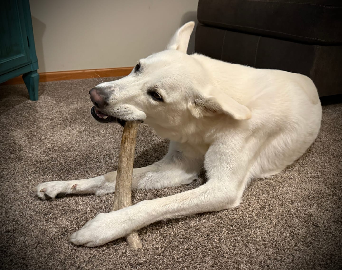 Customer photo review of Mega 10"+ Elk Antlers