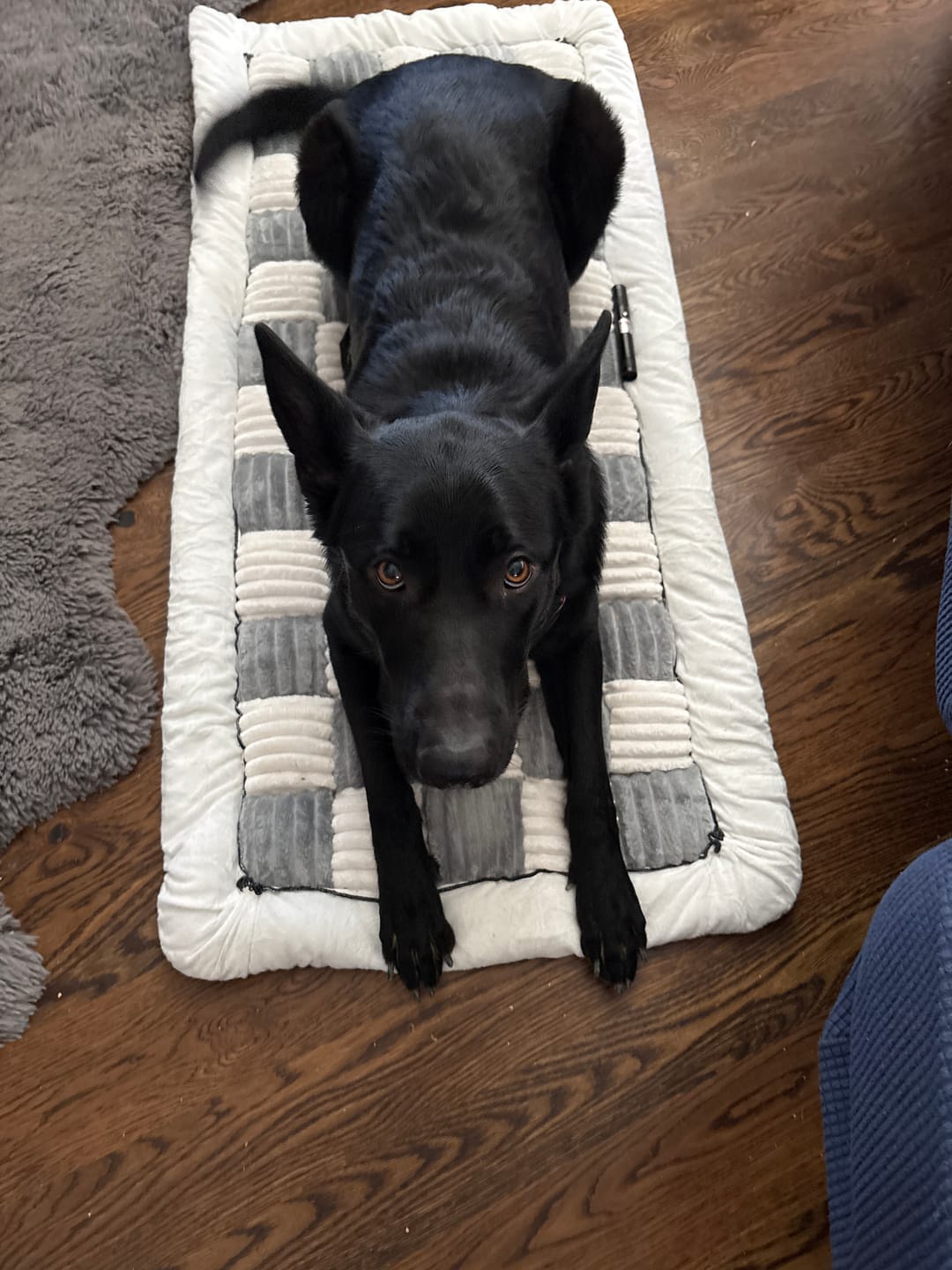 Customer photo review of Team K9® Plush Backseat Dog Bed (Fits Seat Cover)