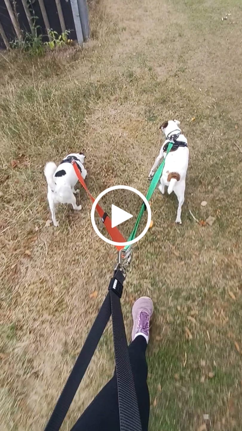 Customer video review of City Dual Leash (Walk two dogs)
