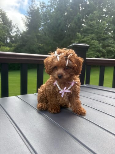 Customer photo review of Pearl Bow Necklace