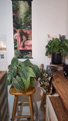 Customer photo review of Leaves Artificial Green Fairy Taro