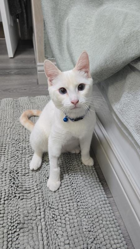 Customer photo review of Renya, la première friandise qui prend soin des reins de votre chat, bien avant les premiers signes