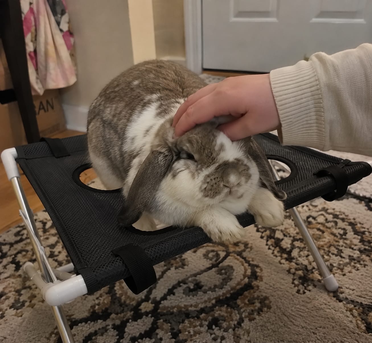Customer photo review of Washpaws — Bunny Grooming & Care Chair
