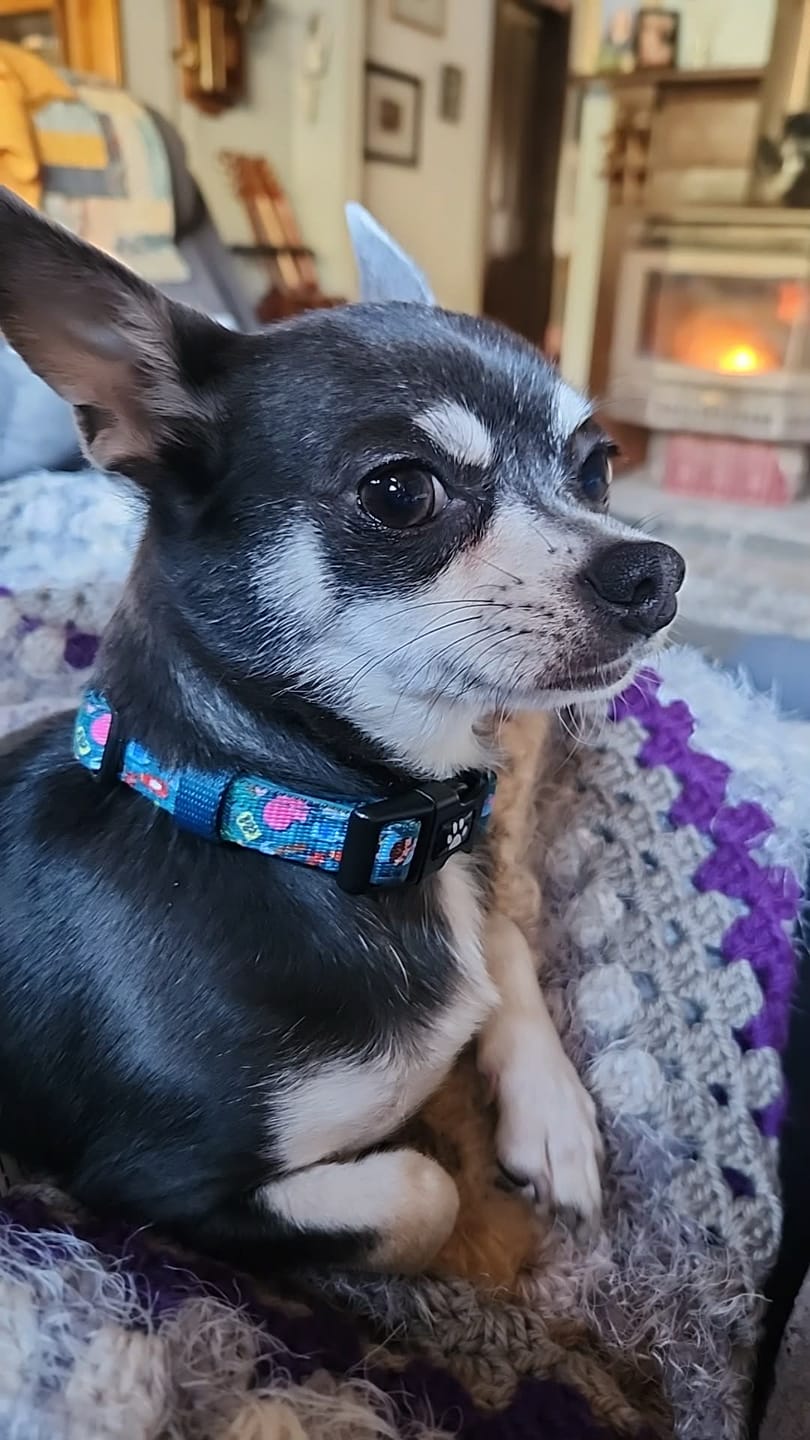Customer photo review of COLLAR -BUNNINGS TRIP