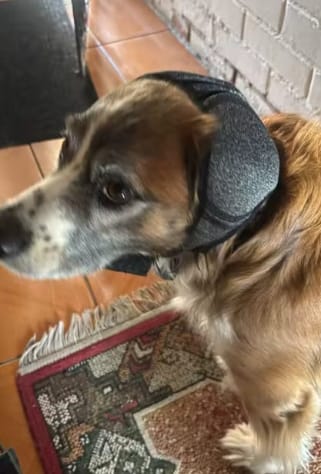 Customer photo review of Orejeras Antirruidos para Perros