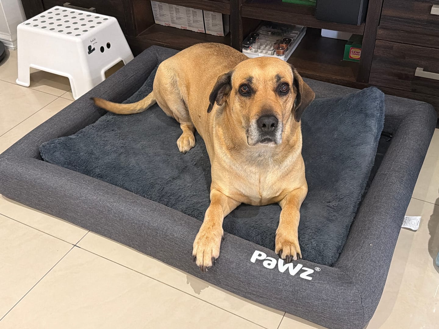 Customer photo review of Premium Memory Foam Calming Dog Bed