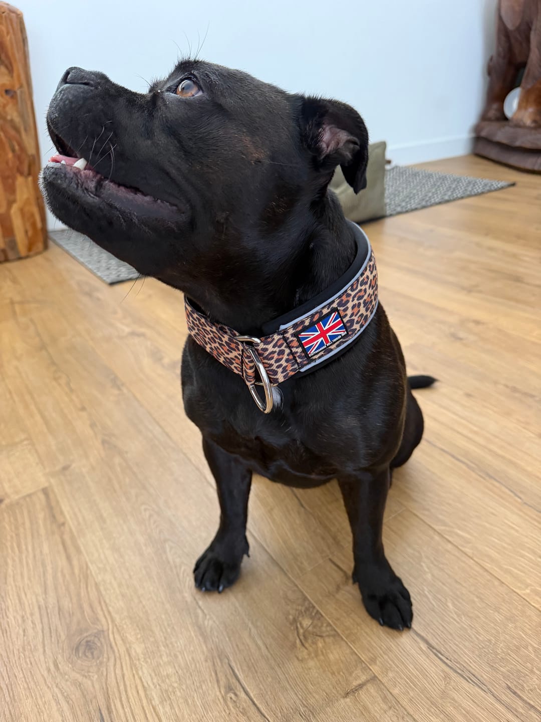 Customer photo review of Staffordshire Bull Terrier 1935® Martingale Collar - Leopard