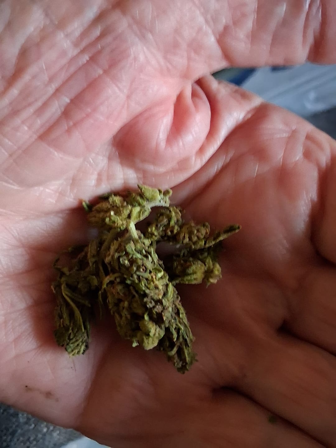 Customer photo review of Chem Dawg - 28 Grams - Hybrid