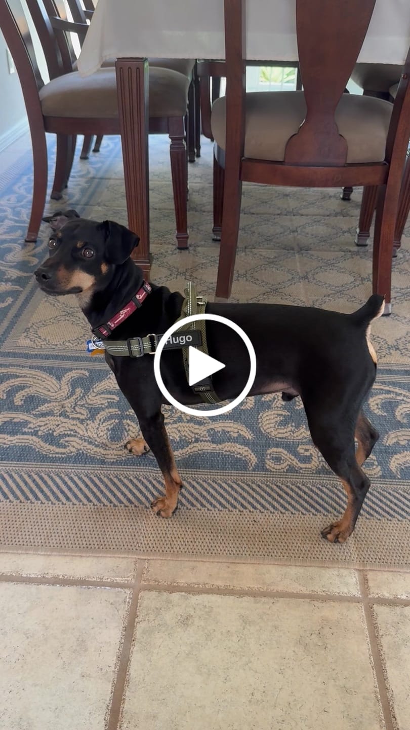 Customer video review of KAVRIONA No-Pull Dog Harness