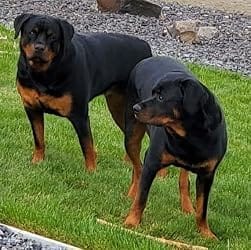 Customer photo review of Purina Pro Plan FortiFlora Dog Probiotic – 30 Sachets for Digestive Support