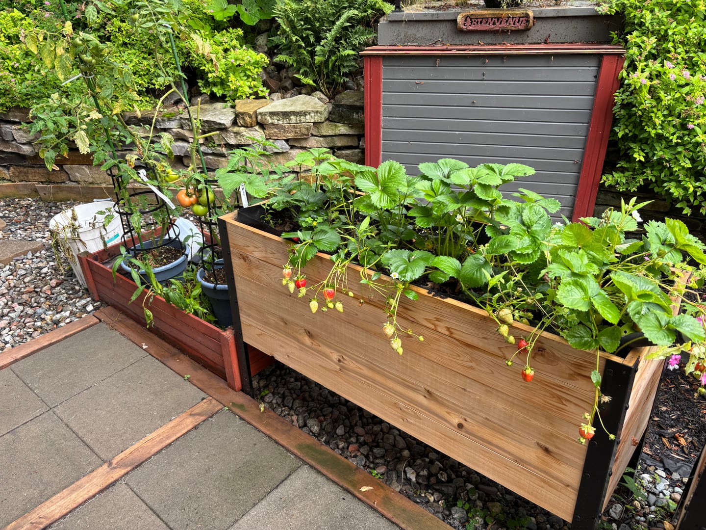 Customer photo review of 18" x 48" Raised Garden Bed - 30" TALL / Garden Grade