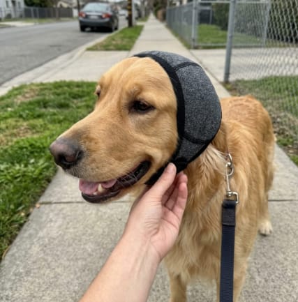 Customer photo review of Orejeras Antirruidos para Perros