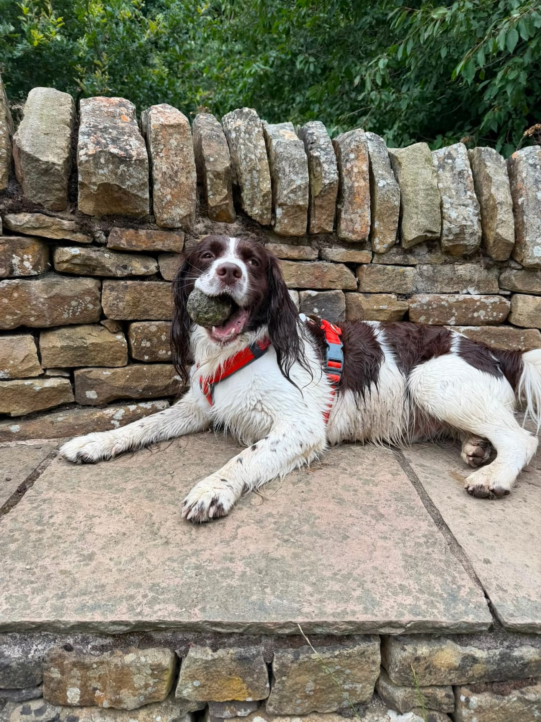 Customer photo review of collagen for dogs